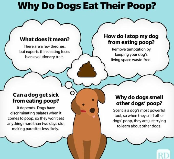Why Do Dogs Eat Poop? — Is It Normal For Dogs To Eat Poop?