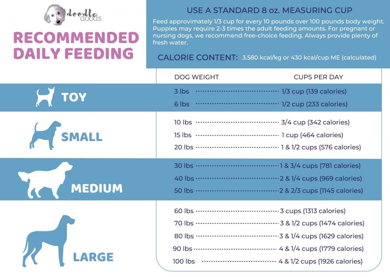 How Much Should I Feed My Dog? Calculator And Feeding Guidelines