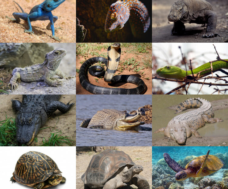Reptile - Wikipedia