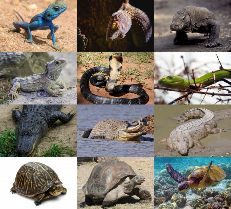 Reptile - Wikipedia