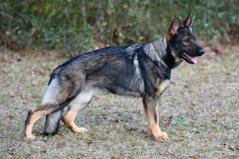 How Much Does A German Shepherd Cost? 2023 Price Guide | Hepper