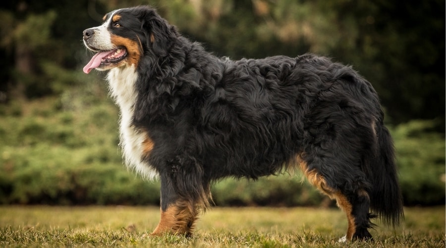Bernese Mountain Dog Shedding: How Much Do They Shed?