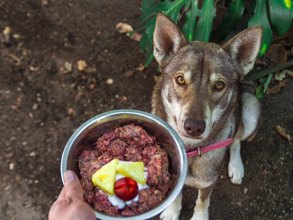 Raw Dog Food For Beginners: A Primer On Raw Food For Dogs · The Wildest