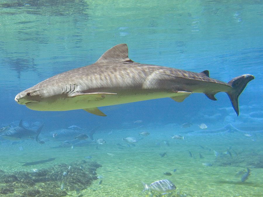 Do Sharks Really Die If They Stop Swimming? | Britannica