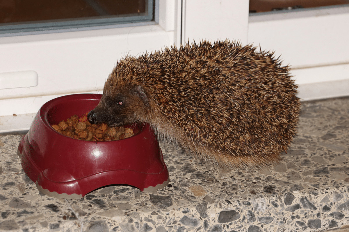 What To Feed Hedgehogs In Your Garden | The Best Foods And What To Avoid |  Home & Roost