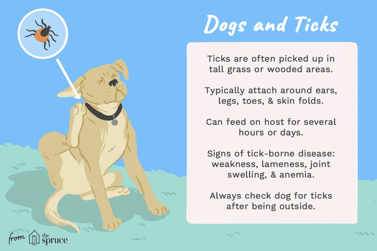 Do Dogs Get A Bullseye From Tick Bites? Exploring Tick Bite Symptoms In ...