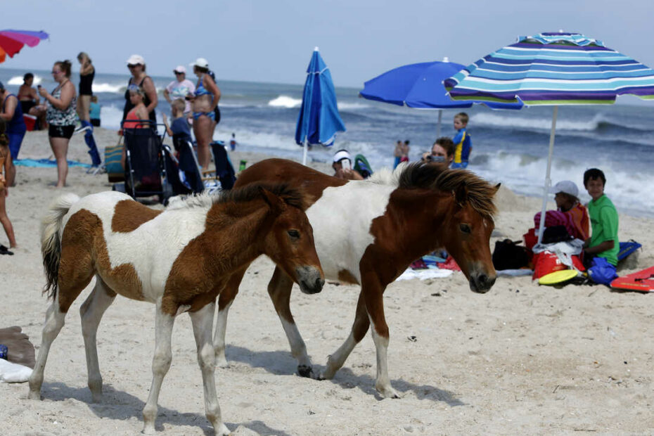 A Fossilized Tooth May Help Solve The Mystery Of The Assateague Island  Ponies : Npr