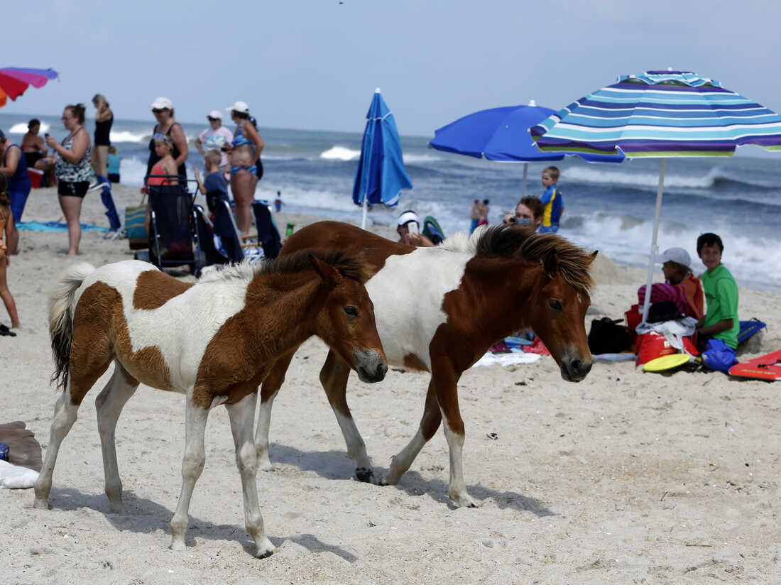 A Fossilized Tooth May Help Solve The Mystery Of The Assateague Island  Ponies : Npr