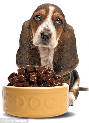 How Pet Food Is Killing Your Dog - And Why You Should Be Feeding It  Parsnips And Yoghurt | Daily Mail Online