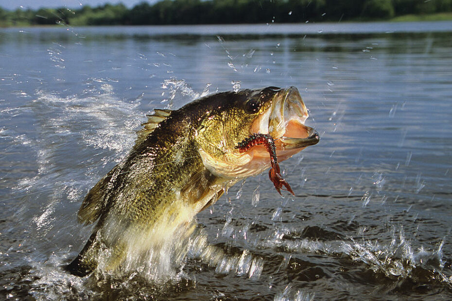 Is It Safe To Eat Fish From The Hudson River?