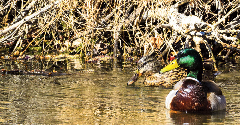 What To Plant For Ducks | Mossy Oak