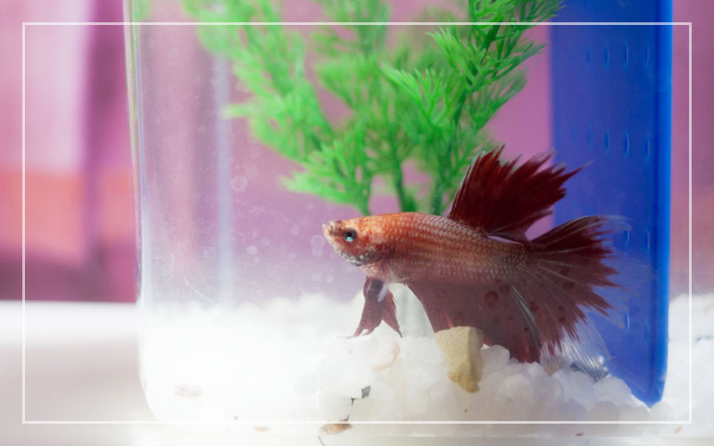 Are Plastic Plants Bad For Betta Fish?