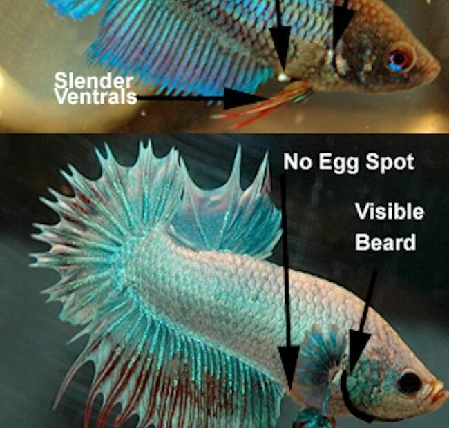 How To Determine The Gender Of A Betta Fish