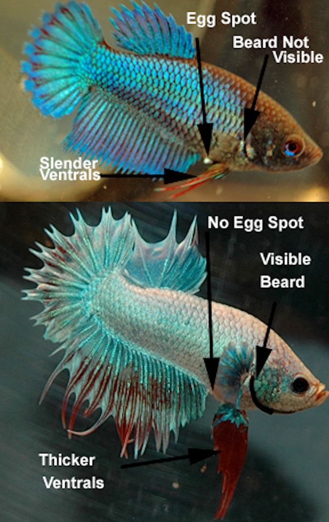 How To Determine The Gender Of A Betta Fish