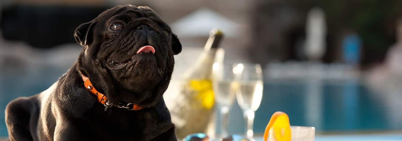 What Happens When A Dog Drinks Alcohol?