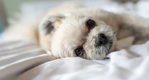 Sweet Dreams: How To Calm Your Dog & Help Them Sleep Better