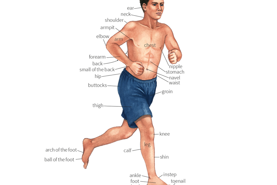 Calf Noun - Definition, Pictures, Pronunciation And Usage Notes | Oxford  Advanced Learner'S Dictionary At Oxfordlearnersdictionaries.Com