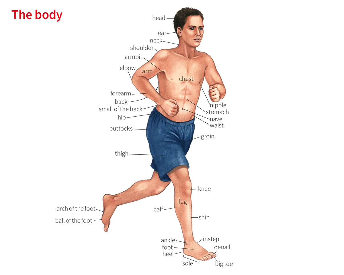 Calf Noun - Definition, Pictures, Pronunciation And Usage Notes | Oxford  Advanced Learner'S Dictionary At Oxfordlearnersdictionaries.Com