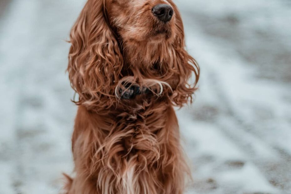 Find Your Perfect Spaniel: Unveiling Types & Characteristics - Pethelpful