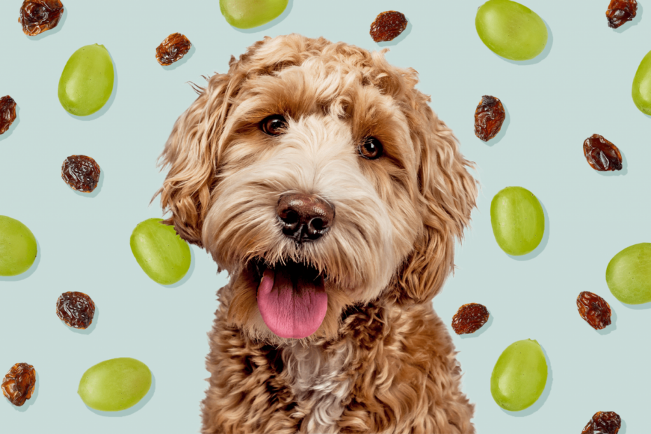 Can Dogs Eat Grapes? Here'S Why Grapes And Raisins Are So Dangerous For Dogs