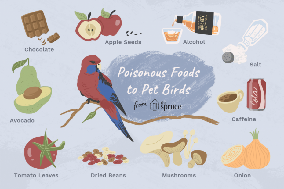 10 Common Foods That Can Poison Your Bird