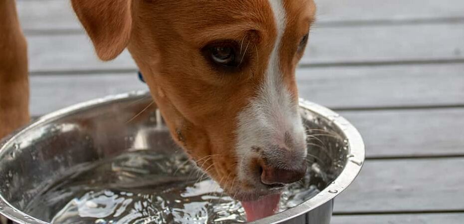 Excessive Thirst In Dogs: Is It Normal Or Serious? | Hill'S Pet