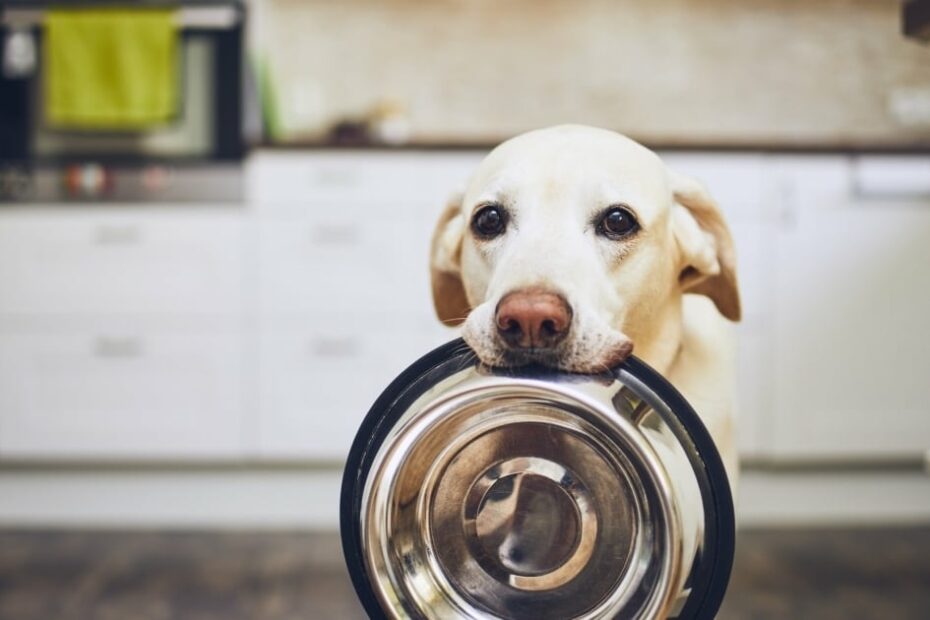 Can I Feed My Dog People Food? Farmers' Almanac