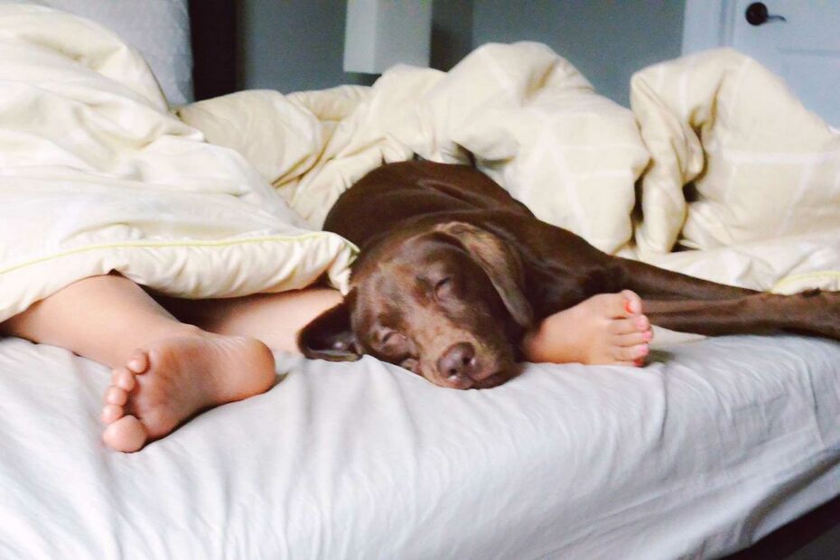 Nearly 75% Of Dog Owners Let Pets Sleep On Bed