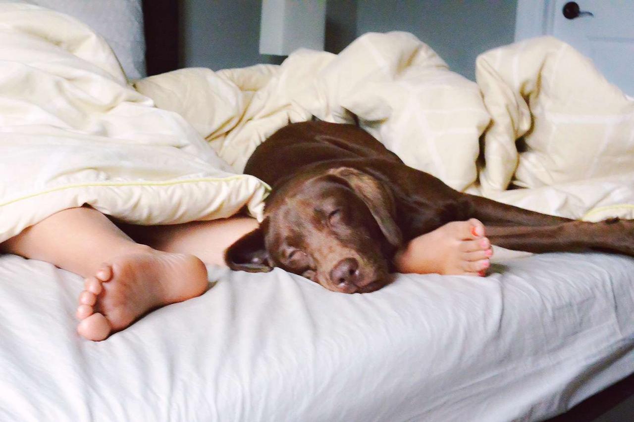 Nearly 75% Of Dog Owners Let Pets Sleep On Bed