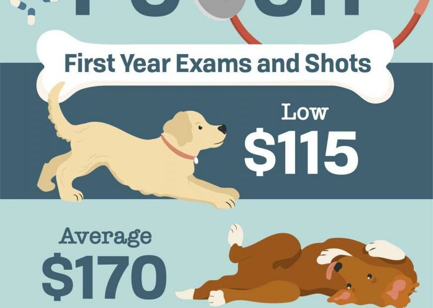 Dog Vaccinations Cost: What You'Ll Pay For Core Shots, Boosters