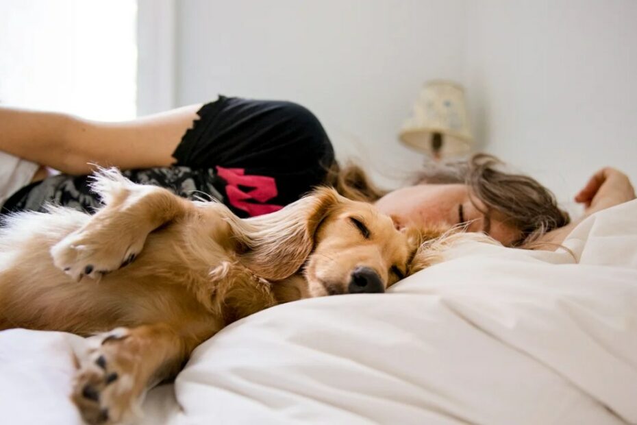 Sleeping With Dogs: Benefits For Your Health, Risks, And Precautions