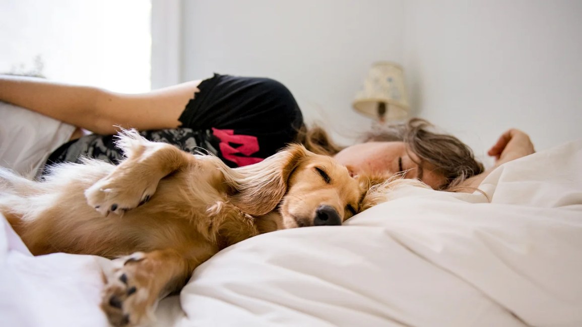 Sleeping With Dogs: Benefits For Your Health, Risks, And Precautions