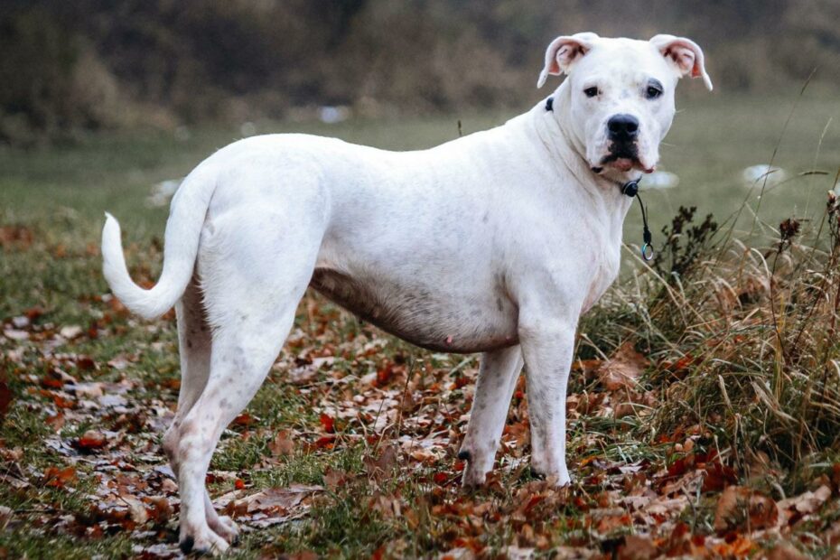 Dogo Argentino | Dog Breed, Description, Temperament, & Facts | Britannica