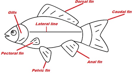 Fish Overview, Species & Features | What Is A Fish? - Video & Lesson  Transcript | Study.Com