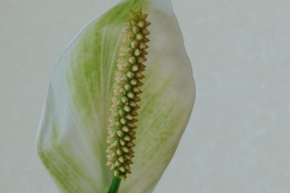 Green Peace Lily Blooms: Why Do Peace Lily Flowers Turn Green