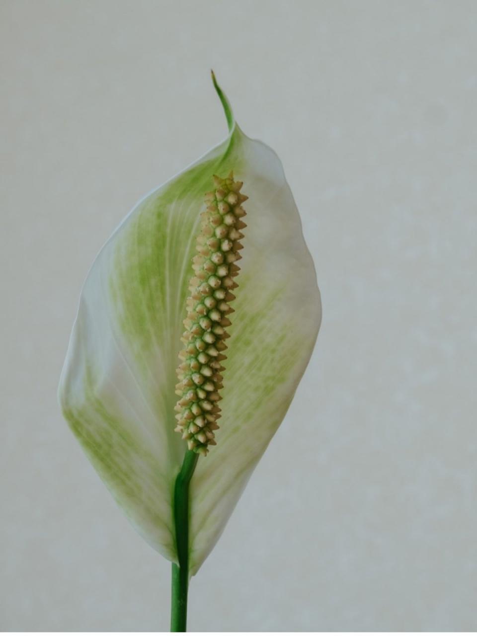 Green Peace Lily Blooms: Why Do Peace Lily Flowers Turn Green