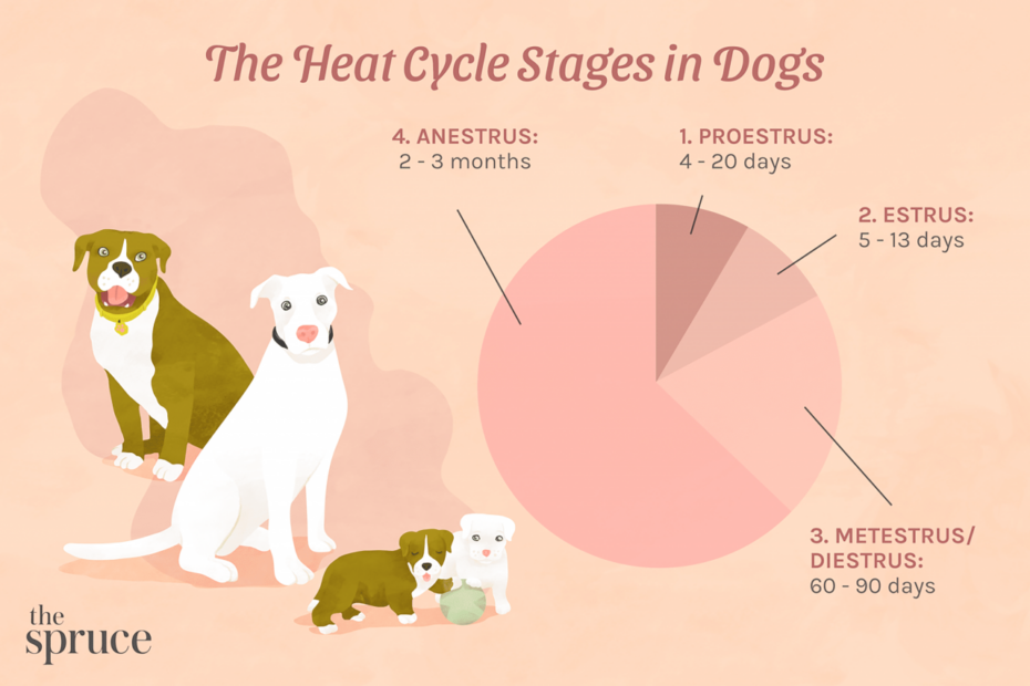 Dog Heat Cycle: Length, Frequency, And Stages