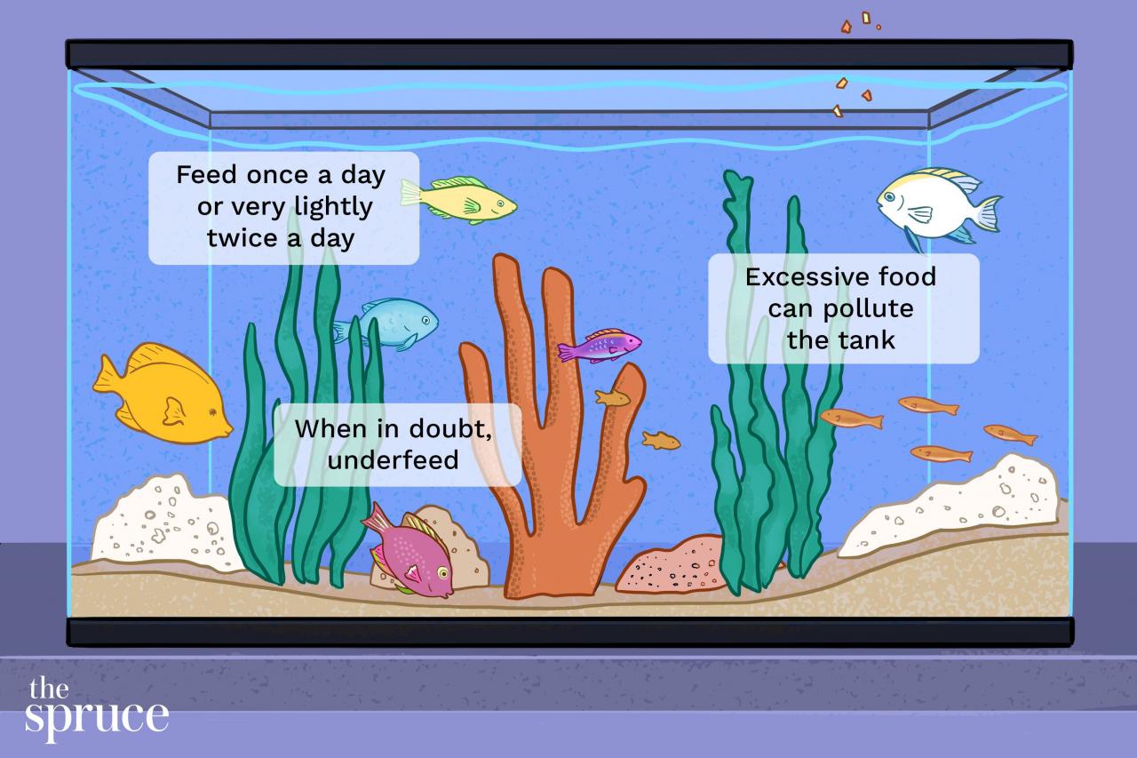 Determining How Much To Feed Aquarium Fish