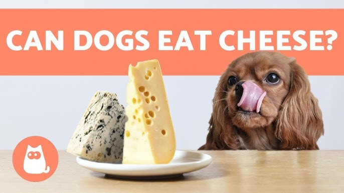 Can Dogs Eat Cheese? Is Cheese Bad For Dog? - Youtube