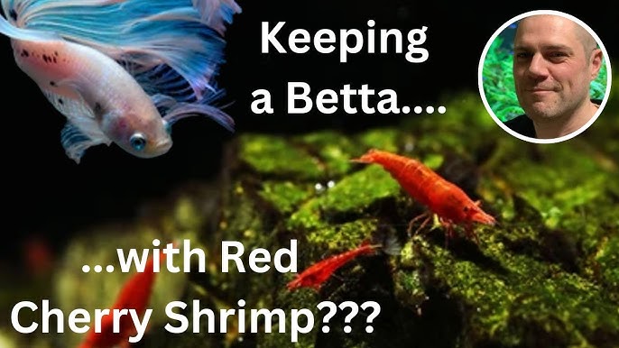 Can Betta Fish Live With Shrimp? 🦐 Will Bettas Eat Shrimp? - Youtube