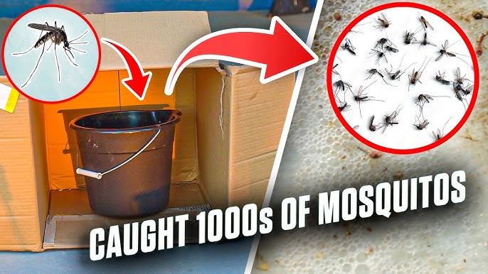 8 All-Natural Ways To Keep Mosquitoes Away - Youtube