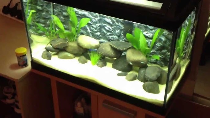 My 60 Litre Tropical Fish Tank - Youtube
