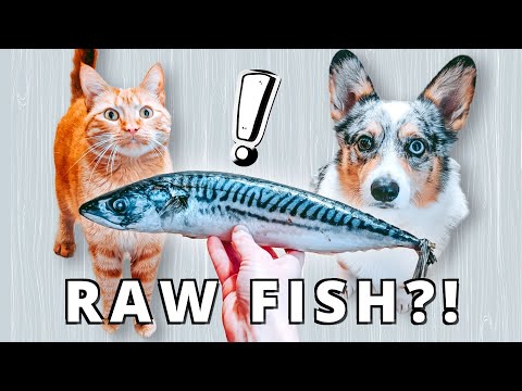 Which Raw Fish Are Safe For Your Pet?