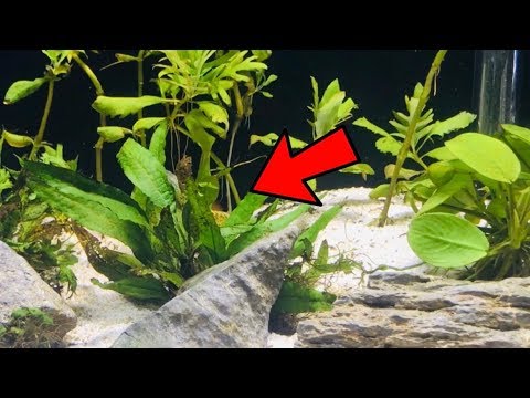 My Guppies Sleeping Can U Find Them All?! - Youtube