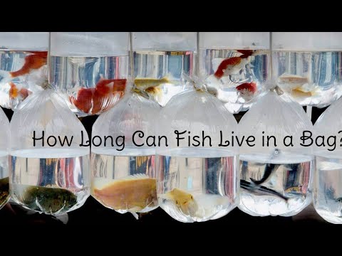 How Long Can Fish Stay In Bag: Necessary Considerations And Cautions