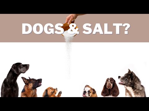 Why Salt is Bad for Your Dog