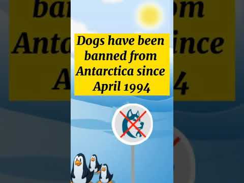 Dogs are Banned in Antarctica