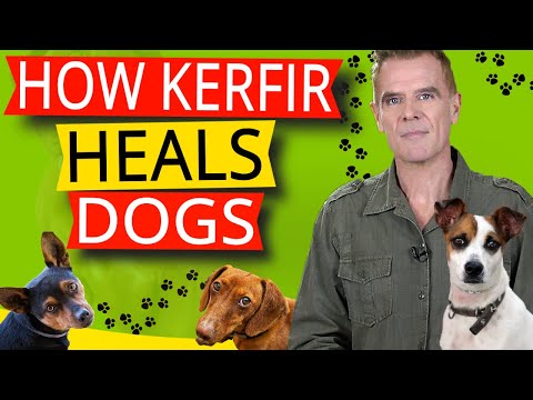 Kefir for dogs (11 Powerful Health Benefits)