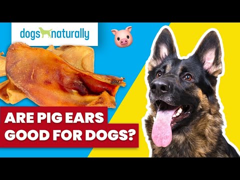 Are Pig Ears Good For Dogs?