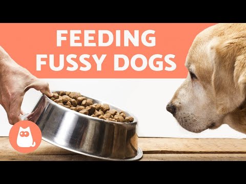 How To Make My Dog Eat Dry Food! 🐶✓ 5 Easy Tricks! - Youtube